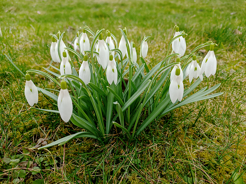 sněženky